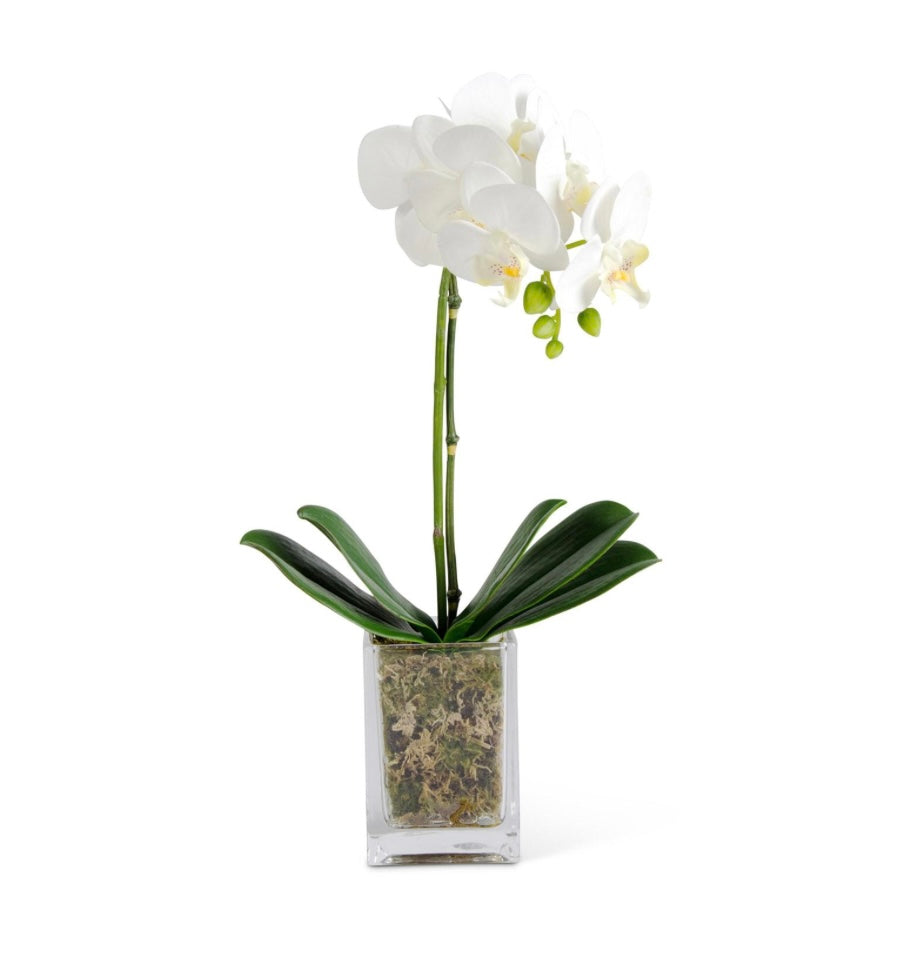 White Orchid in Glass Container